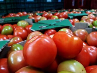 Menor oferta eleva preços do tomate nos principais atacados do país