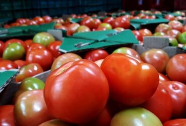 Menor oferta eleva preços do tomate nos principais atacados do país