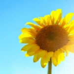 Mensagem de Bom Dia 11 01 2026: Amor, Paz, Benção e Reflexão Para Este Domingo