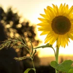 Mensagem de Bom Dia 11 de Janeiro: Uma Linda Manhã Para As Pessoas Mais Amáveis da Minha Vida
