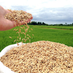 Mercado de arroz segue pressionado no Rio Grande do Sul apesar de oferta imediata mais curta