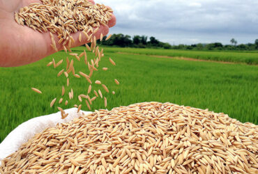 Mercado de arroz segue pressionado no Rio Grande do Sul apesar de oferta imediata mais curta