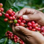 Mercado de café ganha fôlego no Brasil após recesso e acompanha forte alta externa