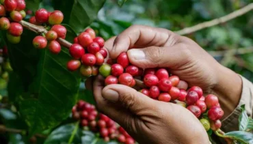 Mercado de café ganha fôlego no Brasil após recesso e acompanha forte alta externa