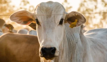 Mercado pecuário encerra janeiro com preços firmes e oferta restrita de animais