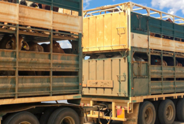 Novas regras para trânsito de animais reforçam o combate da brucelose e tuberculose no Paraná