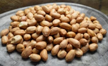 Novo sistema de produção de amendoim está disponível para os produtores