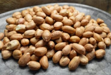 Novo sistema de produção de amendoim está disponível para os produtores