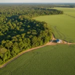 A reafirmação da legalidade: O impacto do fim da Moratória da Soja nos municípios