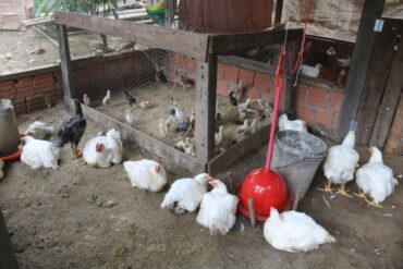 Parceria em Sinop garante microcrédito e amplia produção na agricultura familiar