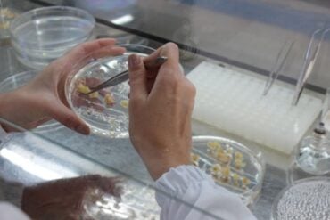 Pesquisa revela regiões ideais do genoma do milho para criação de plantas transgênicas