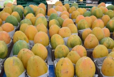 Preços do mamão recuam pela terceira semana seguida