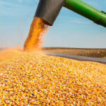 Preços do milho reagem em 2025 apesar de safra recorde no Brasil