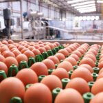Preços dos ovos seguem em queda no início de 2026 diante de oferta elevada e consumo fraco