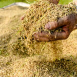 Produção de arroz deve recuar no Brasil e no mundo após anos de crescimento
