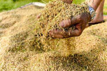 Produção de arroz deve recuar no Brasil e no mundo após anos de crescimento