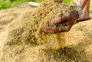 Produção de arroz deve recuar no Brasil e no mundo após anos de crescimento