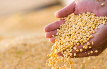 Produção de grãos e área plantada da safra 2025/26 mantém perspectiva de novos recordes