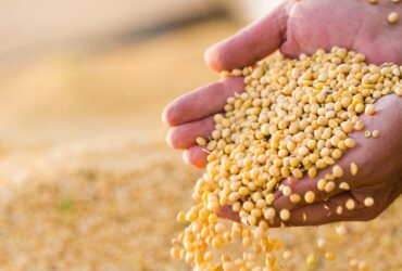 Produção de grãos e área plantada da safra 2025/26 mantém perspectiva de novos recordes