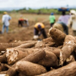 Produção menor de mandioca e preços mais estáveis devem marcar 2026