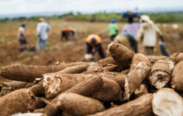 Produção menor de mandioca e preços mais estáveis devem marcar 2026