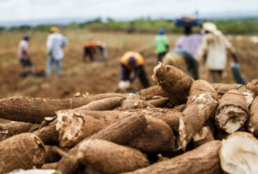 Produção menor de mandioca e preços mais estáveis devem marcar 2026