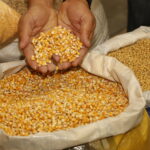 Programa de Venda em Balcão é retomado em todo o país e libera venda de milho em 20 estados e no DF