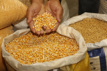 Programa de Venda em Balcão é retomado em todo o país e libera venda de milho em 20 estados e no DF