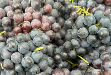 RS projeta safra recorde de uva, com até 905 mil toneladas e qualidade superior em 2025/26