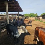 Programa de Melhoramento Genético do Rebanho Leiteiro chega a 17 municípios de Mato Grosso
