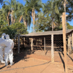Segundo foco de gripe aviária em MT mobiliza autoridades e acende alerta no setor rural