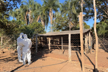 Segundo foco de gripe aviária em MT mobiliza autoridades e acende alerta no setor rural