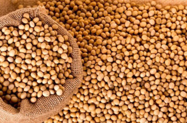 Soja sente pressão do câmbio e da expectativa de safra recorde no Brasil