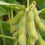 Produtores de soja em Mato Grosso têm até 15 de fevereiro para realizar o cadastro obrigatório no Indea