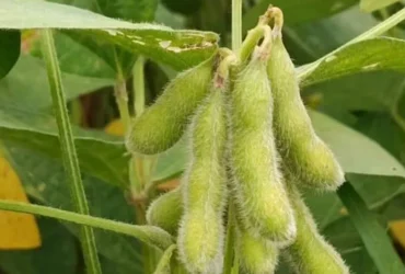 Sojicultores têm prazo para cadastramento de áreas de soja no Indea
