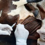 Vacinação contra brucelose deve imunizar 4 milhões de bezerras em MT