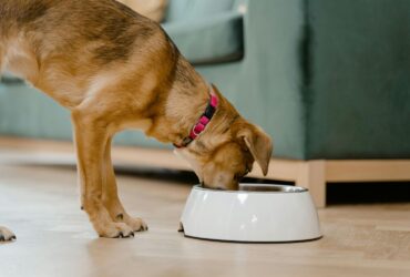 Verao exige atencao a hidratacao e a alimentacao de caes e gatos Pexels 2 -CenárioMT