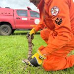 Corpo de Bombeiros resgata jibóia em via pública no bairro Tessele Júnior, em Lucas do Rio Verde