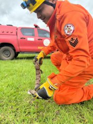 Corpo de Bombeiros resgata jibóia em via pública no bairro Tessele Júnior, em Lucas do Rio Verde