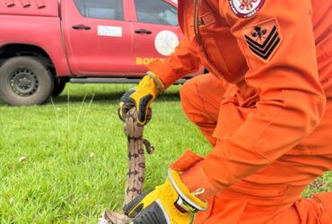 Corpo de Bombeiros resgata jibóia em via pública no bairro Tessele Júnior, em Lucas do Rio Verde