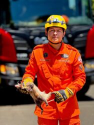 Corpo de Bombeiros resgata saruê a 10 metros de altura em poste urbano no bairro Pioneiro, em Lucas do Rio Verde