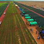 Com o avanço de doenças, caruru, capim-pé-de-galinha e tripes na soja, a fitossanidade terá destaque na programação do PA Summit, maior dia de campo de MT