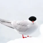 Mensagem do dia: nem toda urgência merece sua atenção