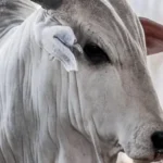 Matadouro é fechado após denúncias de crueldade animal e falta de higiene em Mato Grosso
