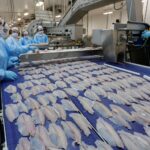 Tarifas dos EUA impactam e exportações brasileiras de tilápia recuam em 2025