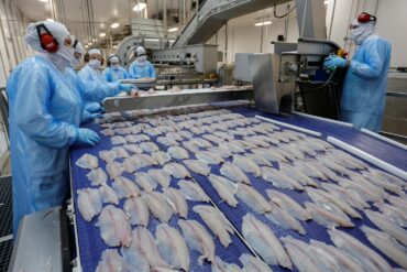 Tarifas dos EUA impactam e exportações brasileiras de tilápia recuam em 2025