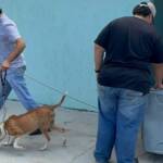 Cães são resgatados após abandono no Jardim Piracema, Barra do Garças
