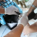 Esporotricose preocupa veterinários com alta de casos em gatos