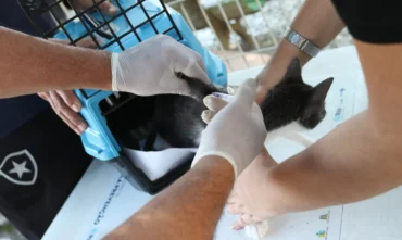 Esporotricose preocupa veterinários com alta de casos em gatos