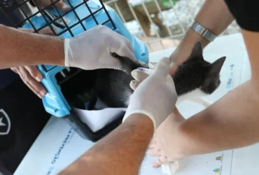 Esporotricose preocupa veterinários com alta de casos em gatos